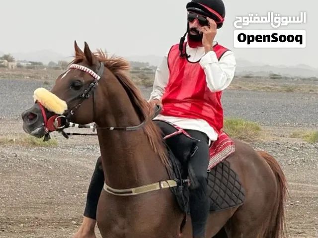 حصان عربي فحل