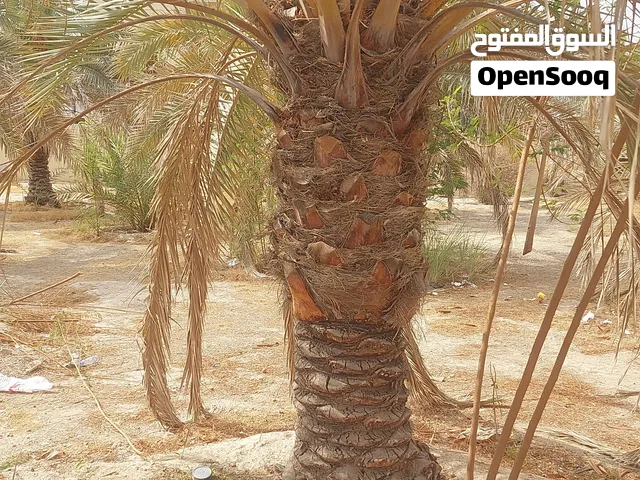 تكريب نخيل اقل سعر