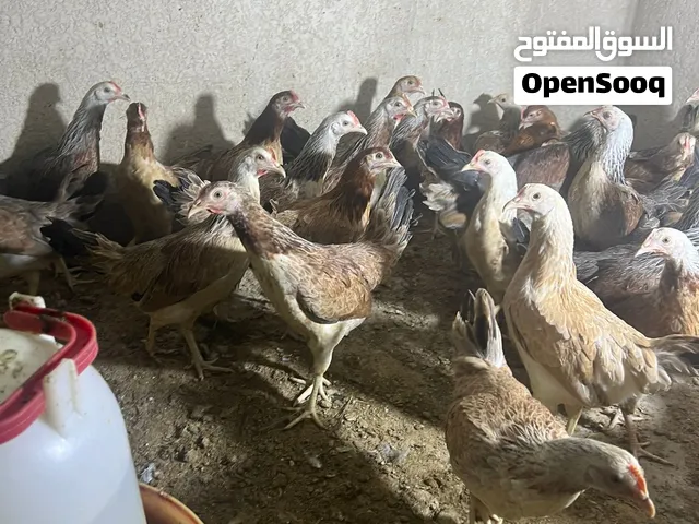 دجاج كويتي للبيع