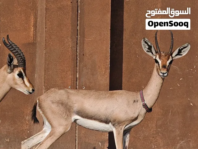 للبيع أنثى الديماني لون غامق وفي تيس. اليف عمره 5شهور  لون غامق  حلال عماني خالي من جميع الأمراض