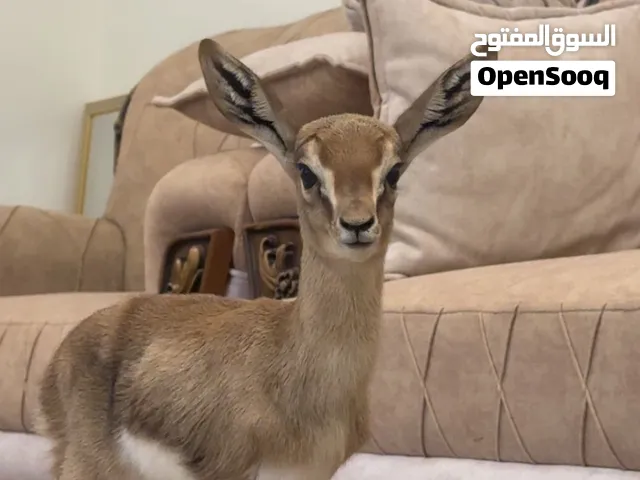 انثى غزال ديماني