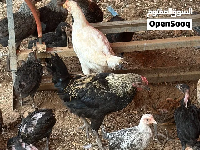 دجاج بلدي للبيع