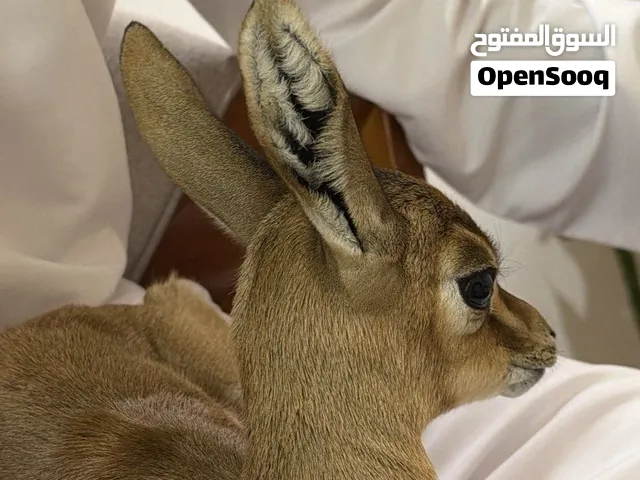 عنز اليفه متعوده عع اماكن مفتوحه