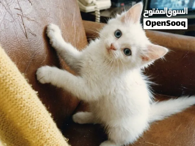 قط كتن شيرازي أمريكي