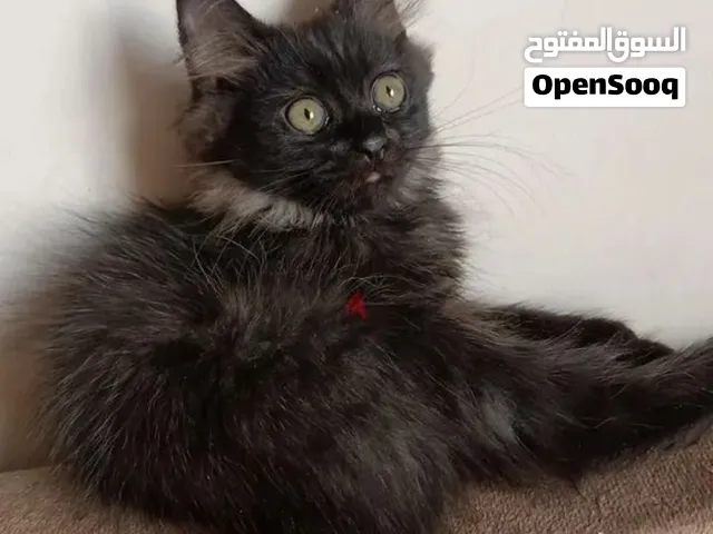 قط شيرازي أسود2026 للبيع