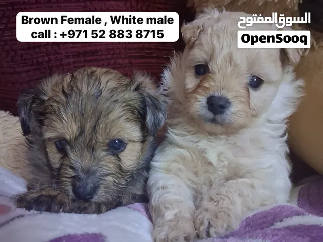 Pomerinian mixed cavapoo