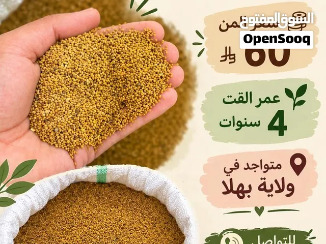 بذر طعام قت