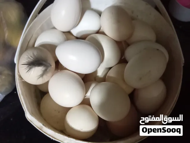 بيض بلدي رقابي وفيومي والبلدي التقليدي وبندوق باكستاني للفقاسات واكل بسعر مغري 4ونص من ارض المزرعه