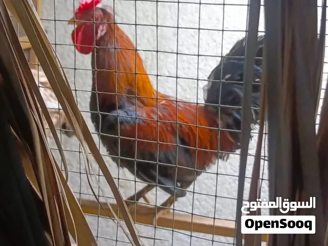 متاح ديج كلش حلو ونشيط صحه فول