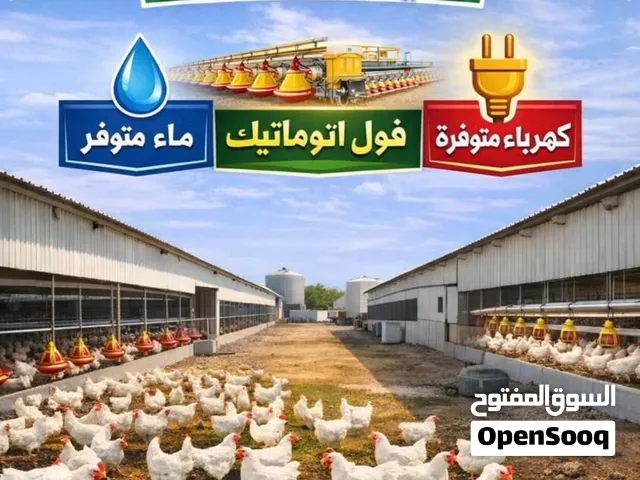عنبر دجاج جديد