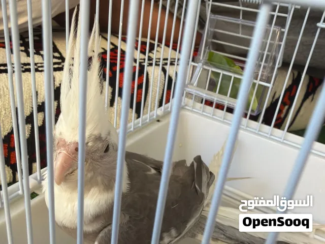 كروان للبيع