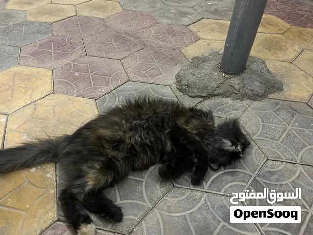 قطه للبيع 100ریال