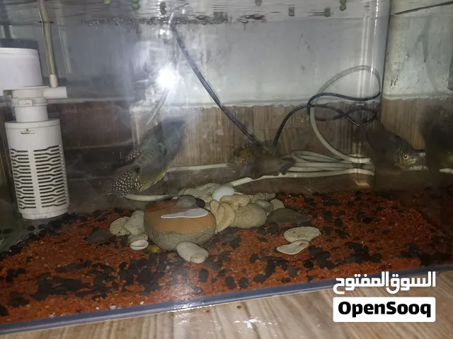 جورامي 3 طروف زوز ايناث ودكر