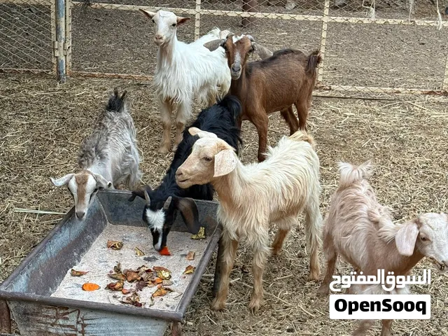 للبيع تيوس وسخلات محليه