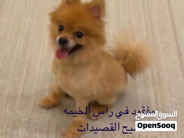 بومارينيان مفقود