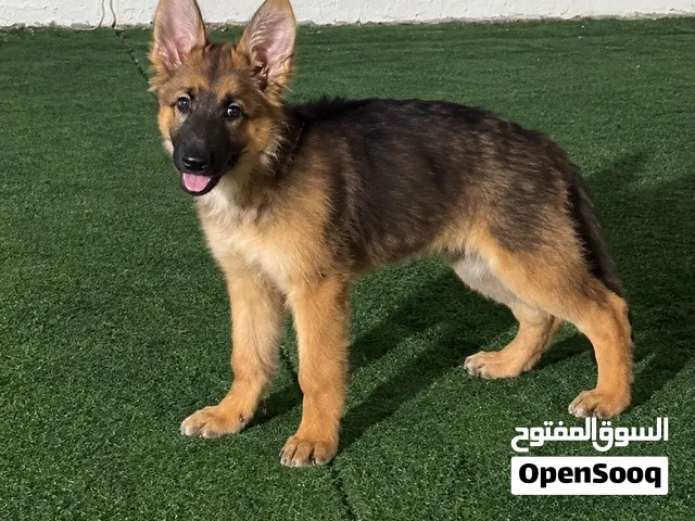 جيرمن سيبل انثى