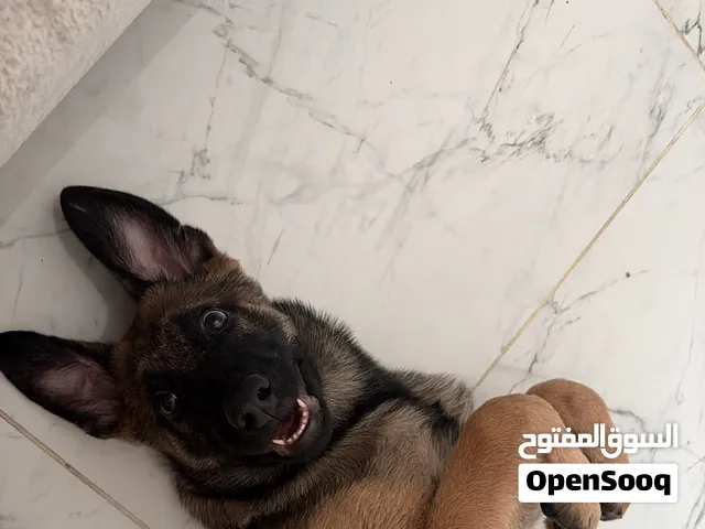 2.5K AED Belgian Malinois