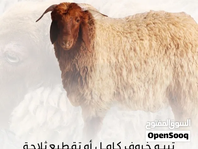 ذبايح السلامة