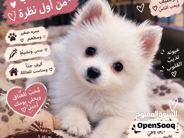 كلاب مني بو للبيع السعر والتفاصيل خاص الشراي يراسل واتساب
