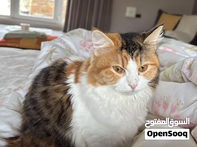 beautiful handsome cat female