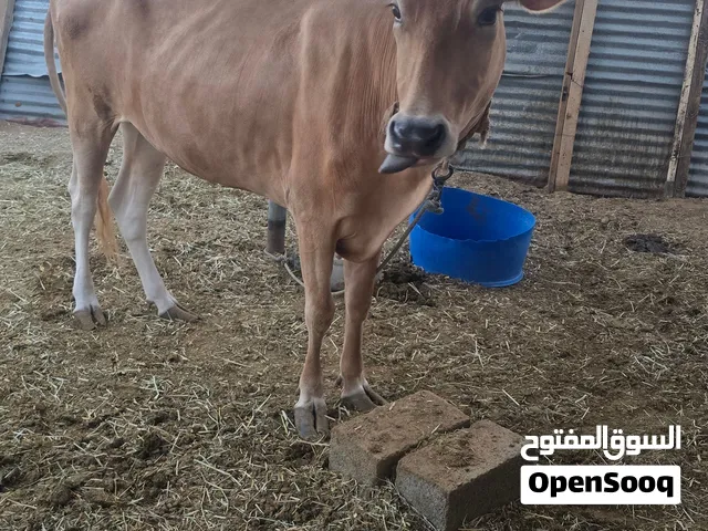 بقره جيرسية