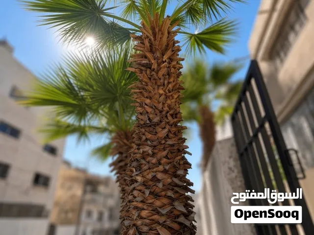 نخلة واشنطن روبوستا Washingtonia Robusta Palm – ارتفاع 8 متر