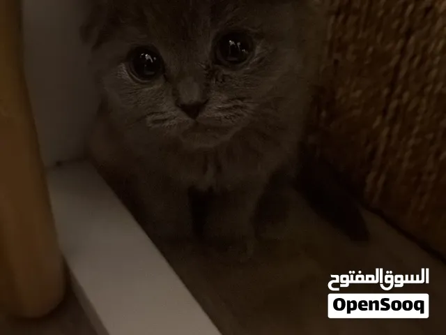 سكوتش فولد