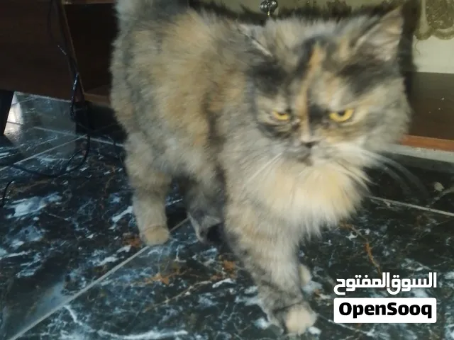 قة شانشيلا مكس هامالاي