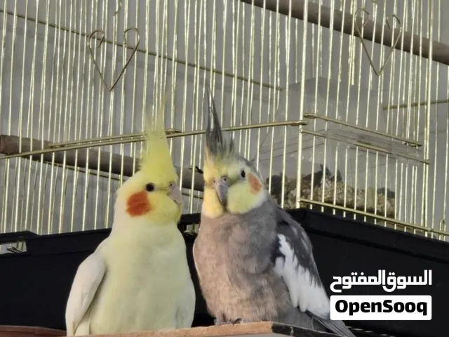 زوج كروان كوكتيل