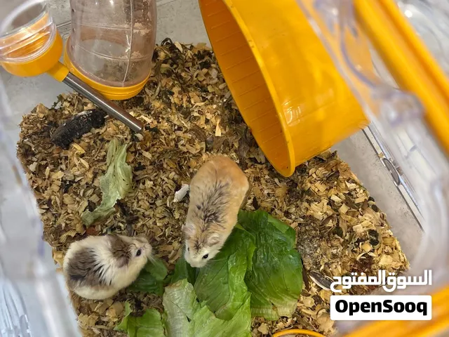 هامستر البيع ذكر وأنثى في ابوظبي