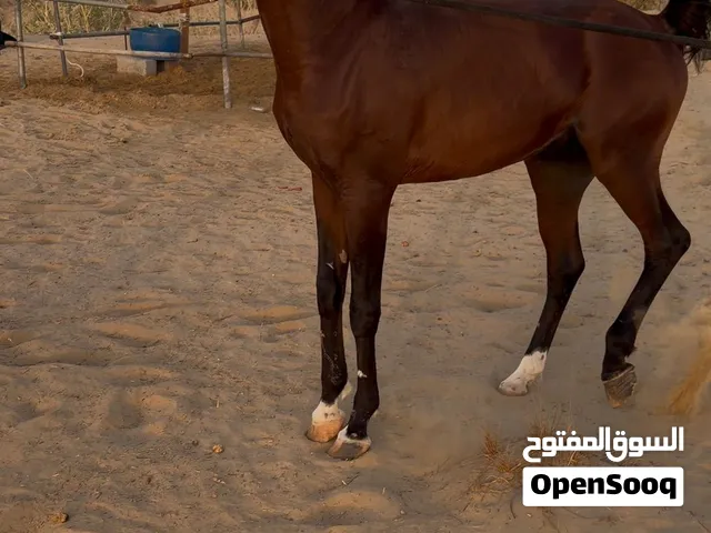 حصان عربي جمال العمر 9