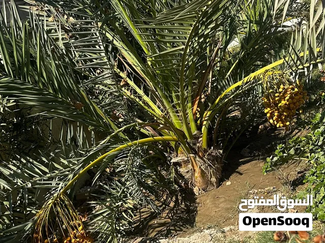 برحي ابو الخصيب