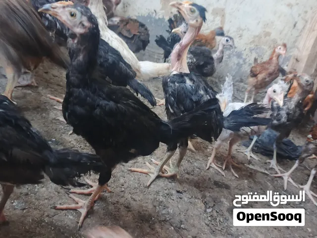 دجاج عرب لبيع عمر 3شهر