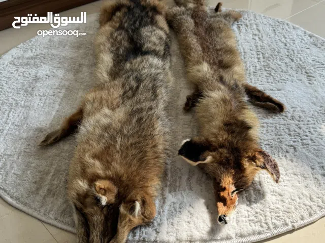 فرو طبيعي 100% للجسم كامل ( ذئب وثعلب ) — 100% natural fur for the whole body (wolf and fox)