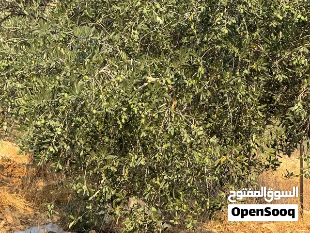 ارض للبيع في كوبر،مساحة 411 متر مربع  طابو كوشان  بسعر مغري ومن المالك مباشرة