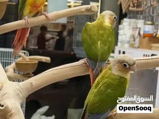 جوز قرين شيك صحه نضافه ابوفراخ
