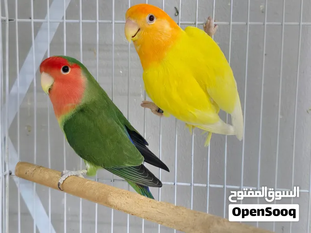لاف بيرد زوج منتج الذكر قرين سبلت لاتينو النثية اورنج اوبلاين لطيور حجم وصحة