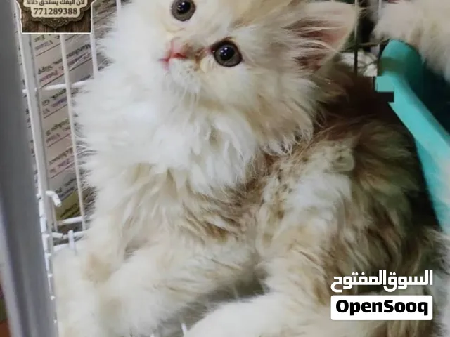 قطه انثى شقراء تخبل