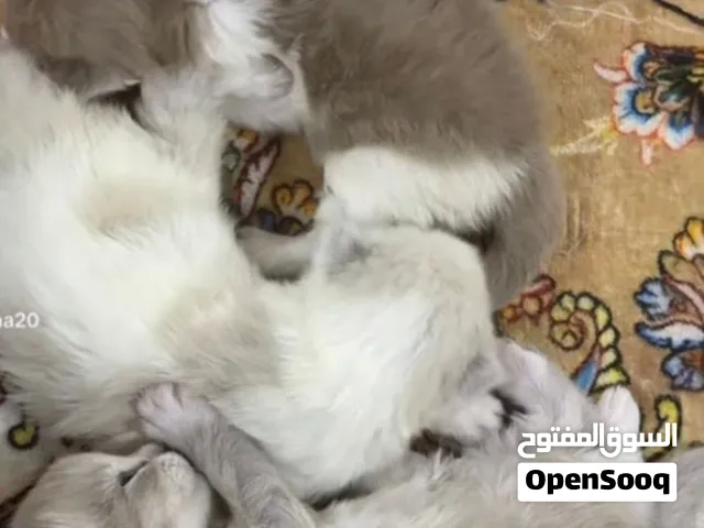 تلاث قطط نوع رادغول