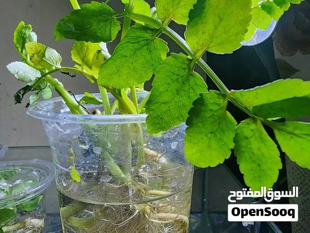 نبات كرفس الماء