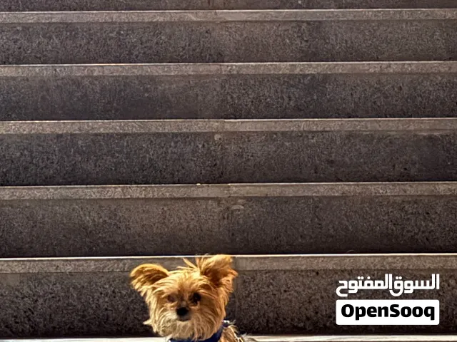 كلب يوركشاير