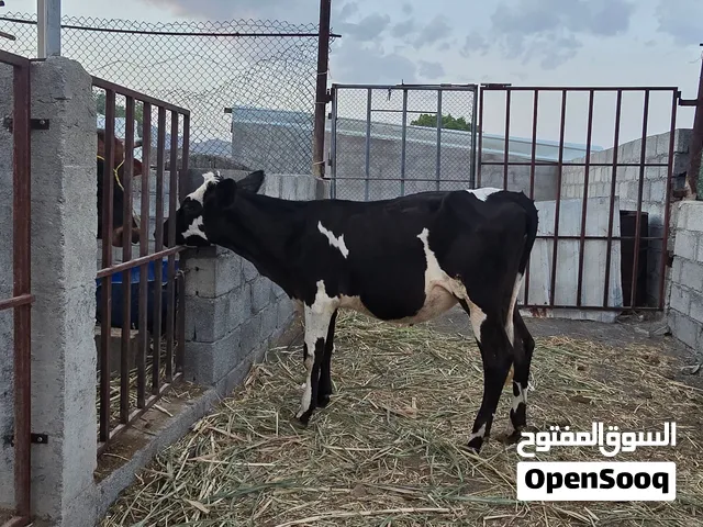 للبيع عجله هجين جرسي اسباني شوف الوصف