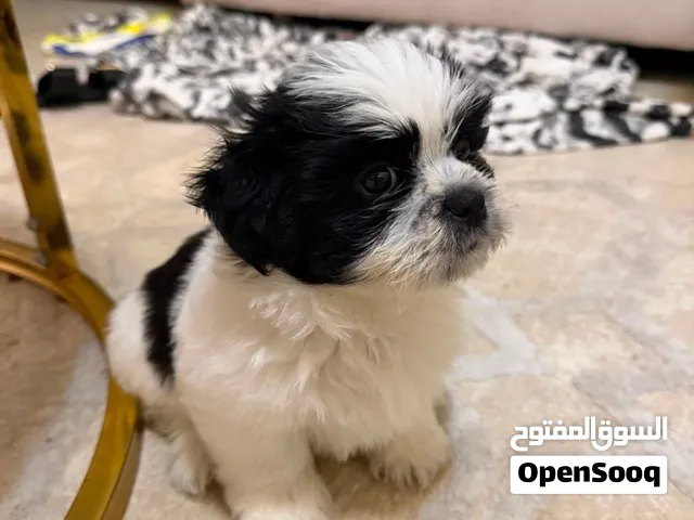 كلب شيتزو للبيع