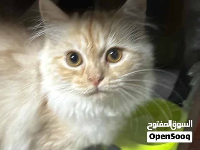 بسه شيرازي