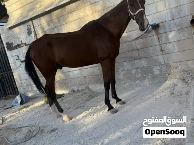 مجموعة فحول وفروس للبيع لحق قبل الفتح