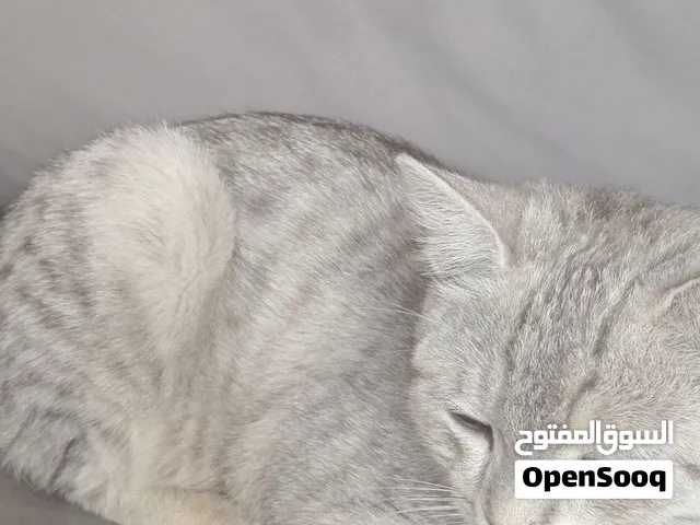 قطط للتبني بسبب السفر بسعر مناسب قابل للتفاوض