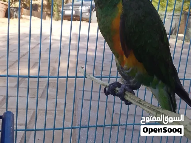 ببغاء سنغالي للبيع