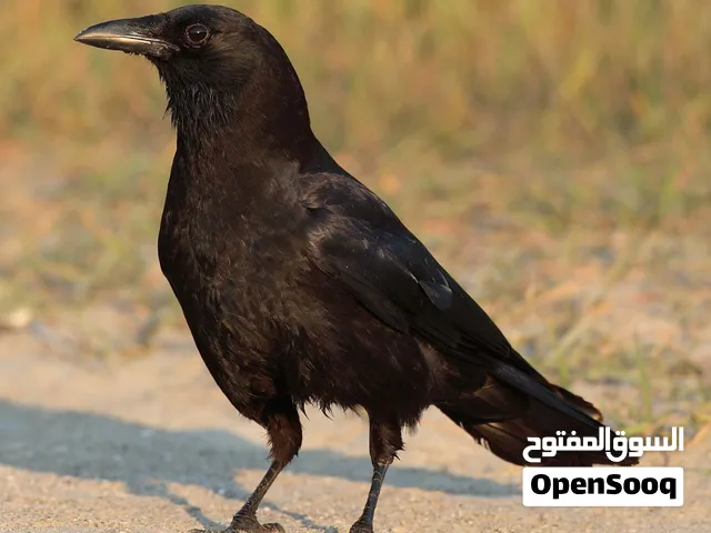 مطلوب غراب للبيع بسعر مناسب