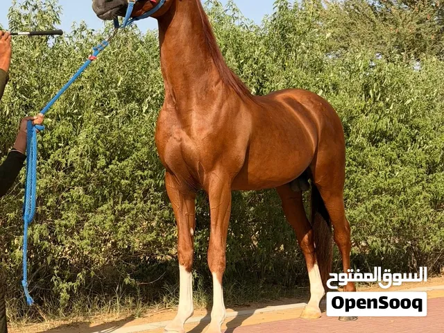 خيل عربي أصيل جواز واهو