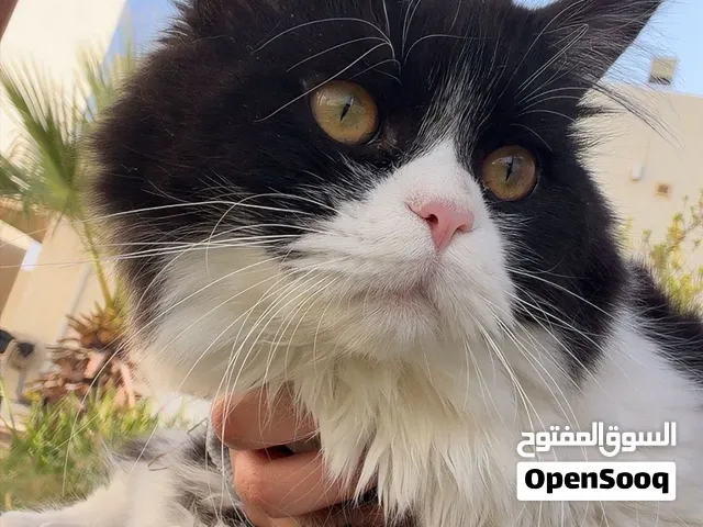 جوزيف ذكر شيرازي